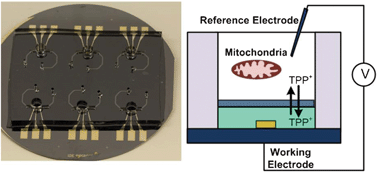 mitochondria